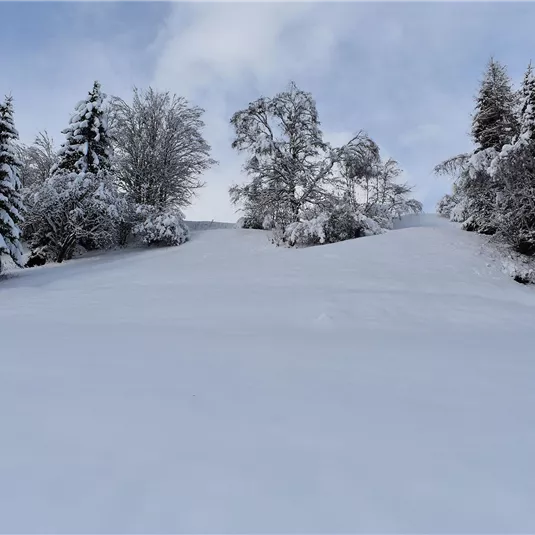 A snowy landscape with tall fir trees. The sky is cloudy and the snow covers the entire ground.