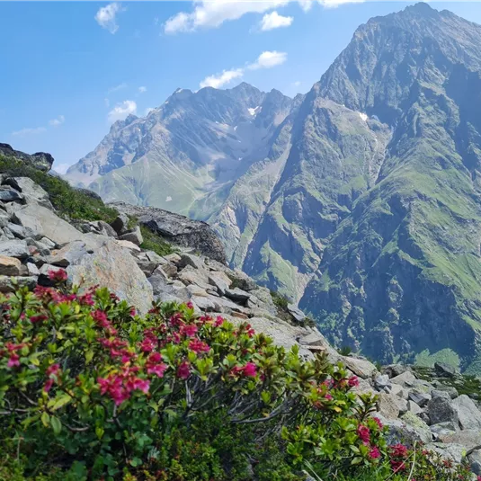 Almrosen am Weg zum Brandkogel