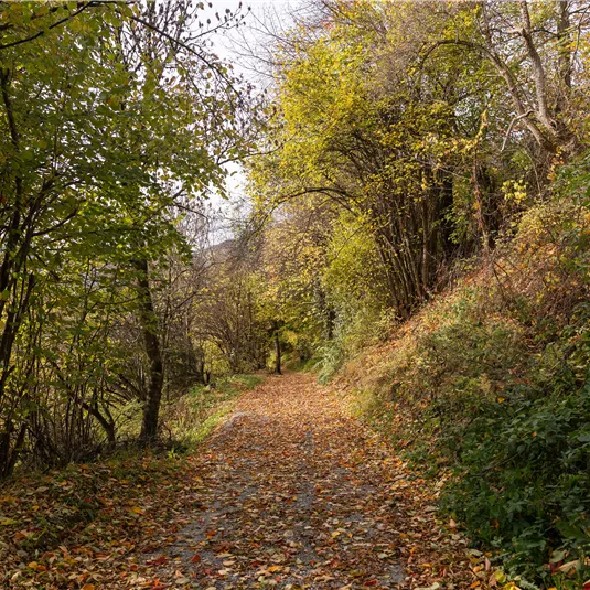 Alte Straße im Herbst