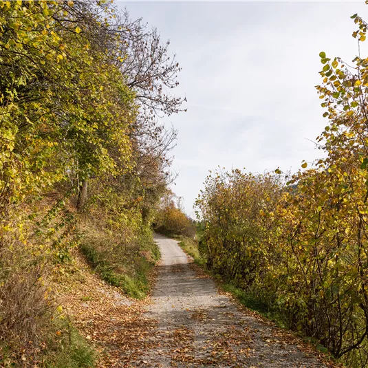 Alte Straße im Herbst