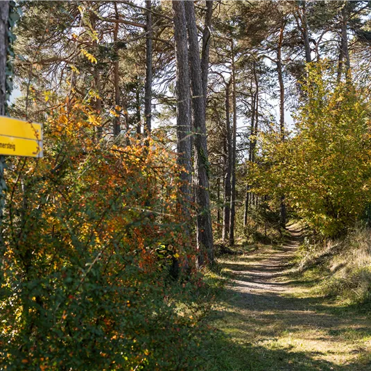 Diemersteig/Hohe Bank in autumn