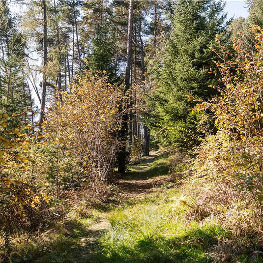 Diemersteig/Hohe Bank in autumn