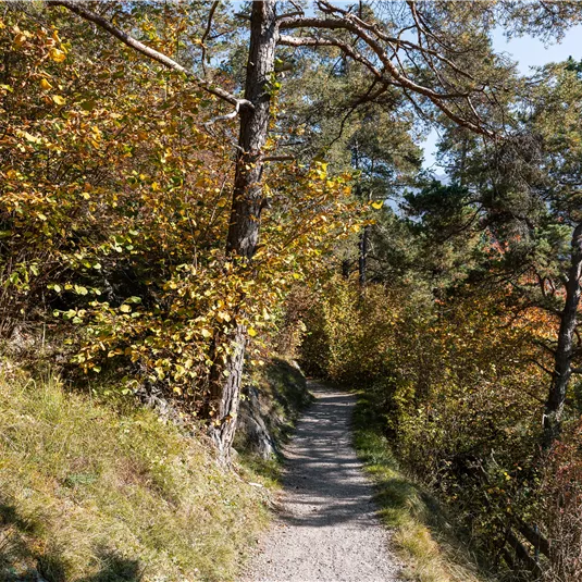 Diemersteig/Hohe Bank in autumn