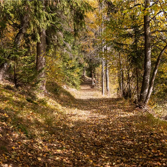 Happy Track im Herbst