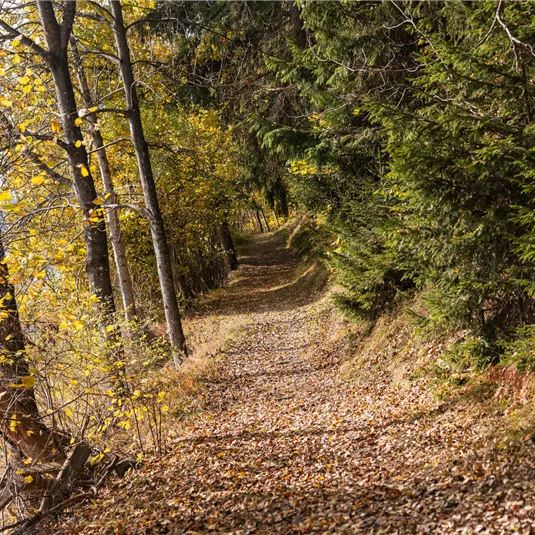 Happy Track im Herbst