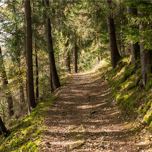 Happy Track im Herbst