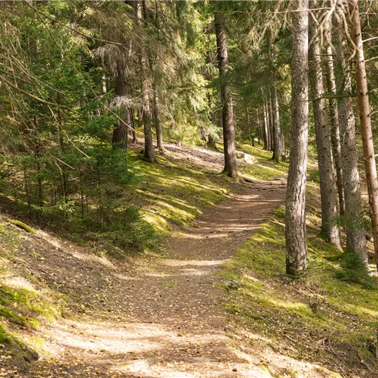 Happy Track im Herbst