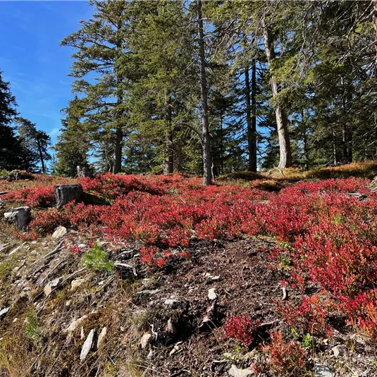 Herbstbild Richtung Gogles Alm