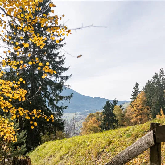 Landscape Wenns in autumn