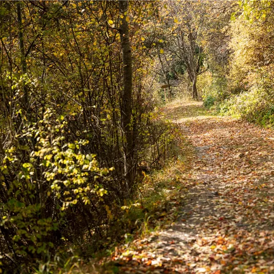 Landscape Wenns in autumn