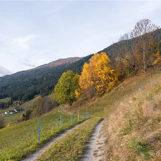Landscape Wenns in autumn