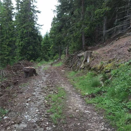 Steig zur Golgesalm.JPG