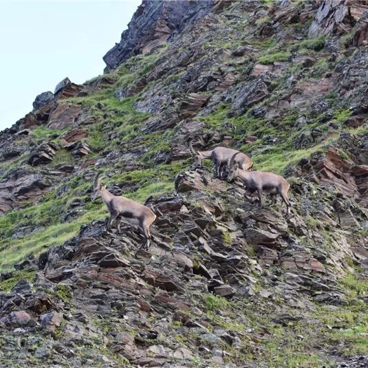 Steinbock