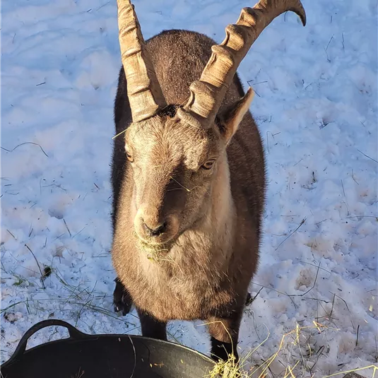 Steinbock im Winter