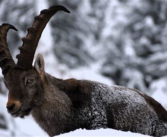 Ibex in winter
