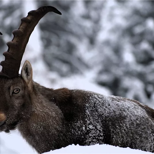 Steinbock im Winter