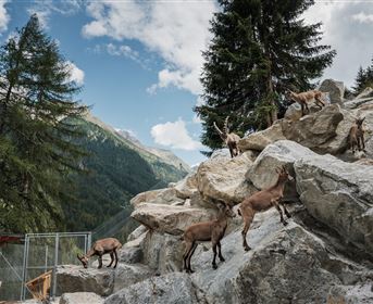 Steinbockgehege Tiroler Steinbockzentrum.JPG