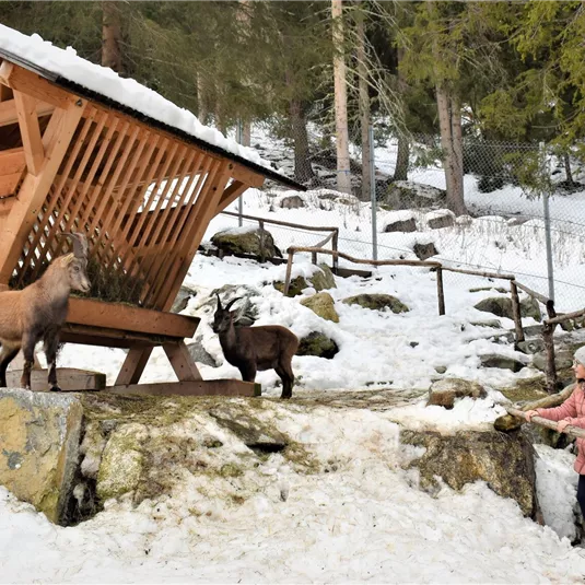 Steinbockzentrum Fütterung