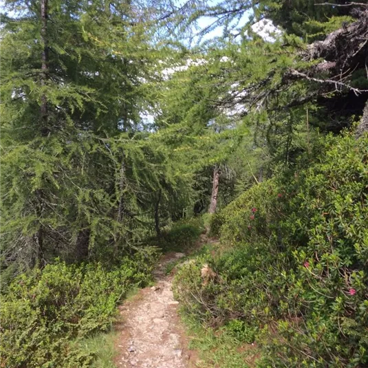 Venet-Rundwanderweg - Richtung Venetalm