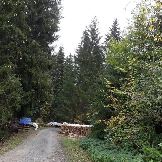 Wald4-(5).jpg