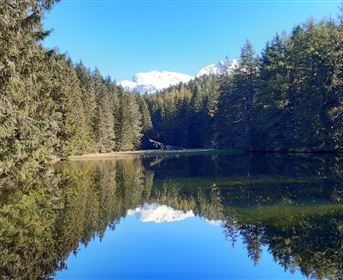 Waldweiher ©Manfred Gaim.jpg