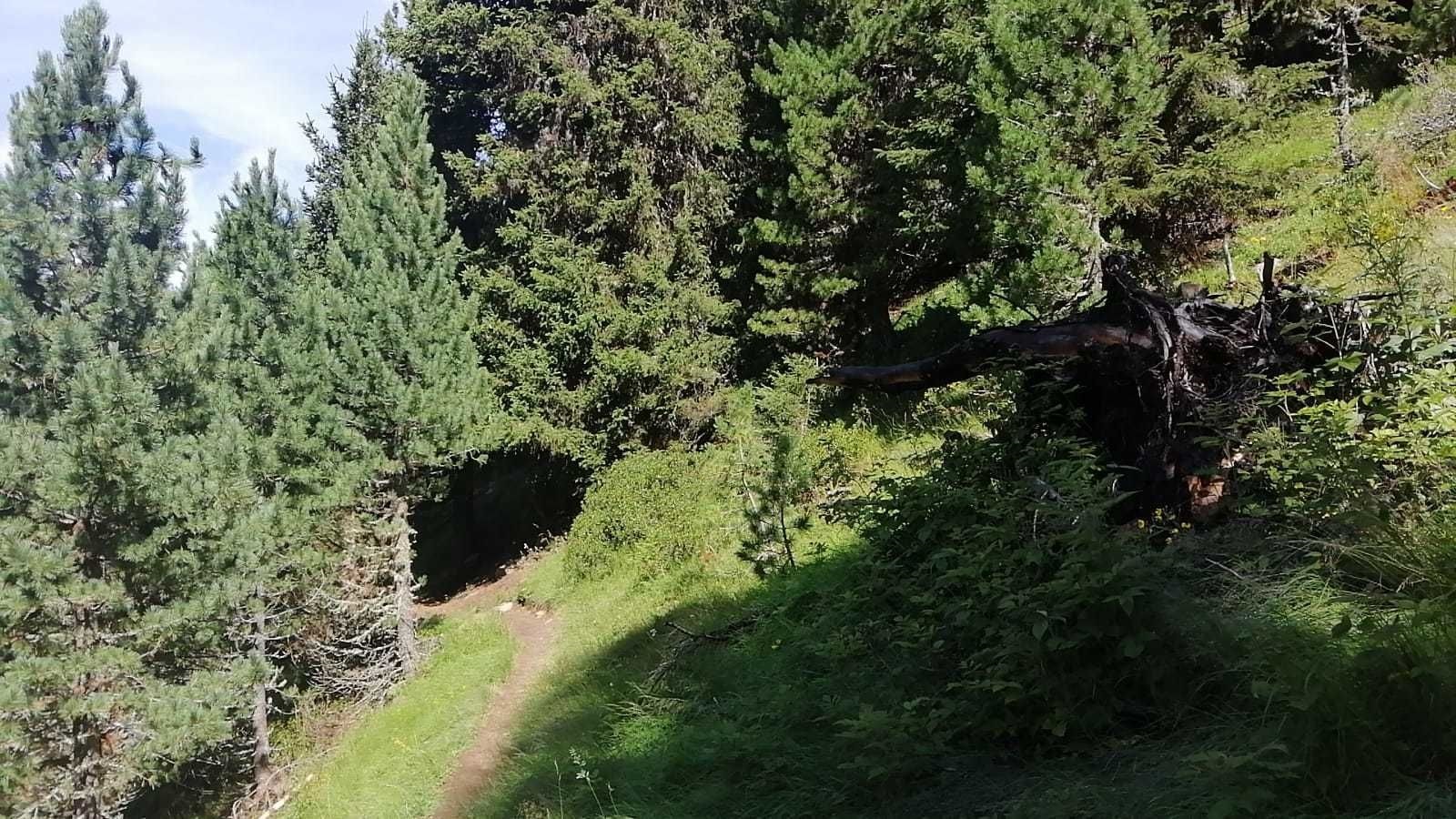 Mittelstation - Sechszeiger - Mittelstation